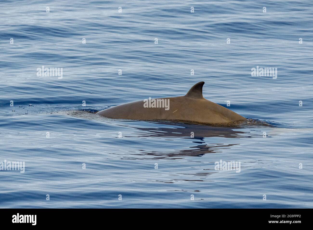 Nom De Dauphin La Baleine De Cuvier Ultra Rare Pour Voir La Mere Nouveau Ne Bebe Veau Photo Stock Alamy