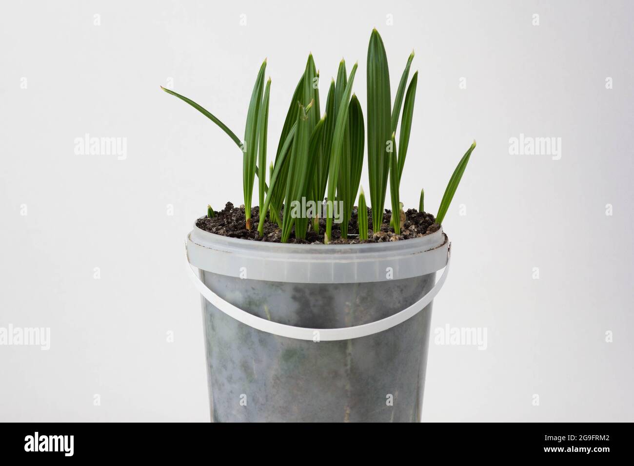 Pousses de palmier dattier poussant dans le pot de maison après planter des  graines à l'intérieur Photo Stock - Alamy