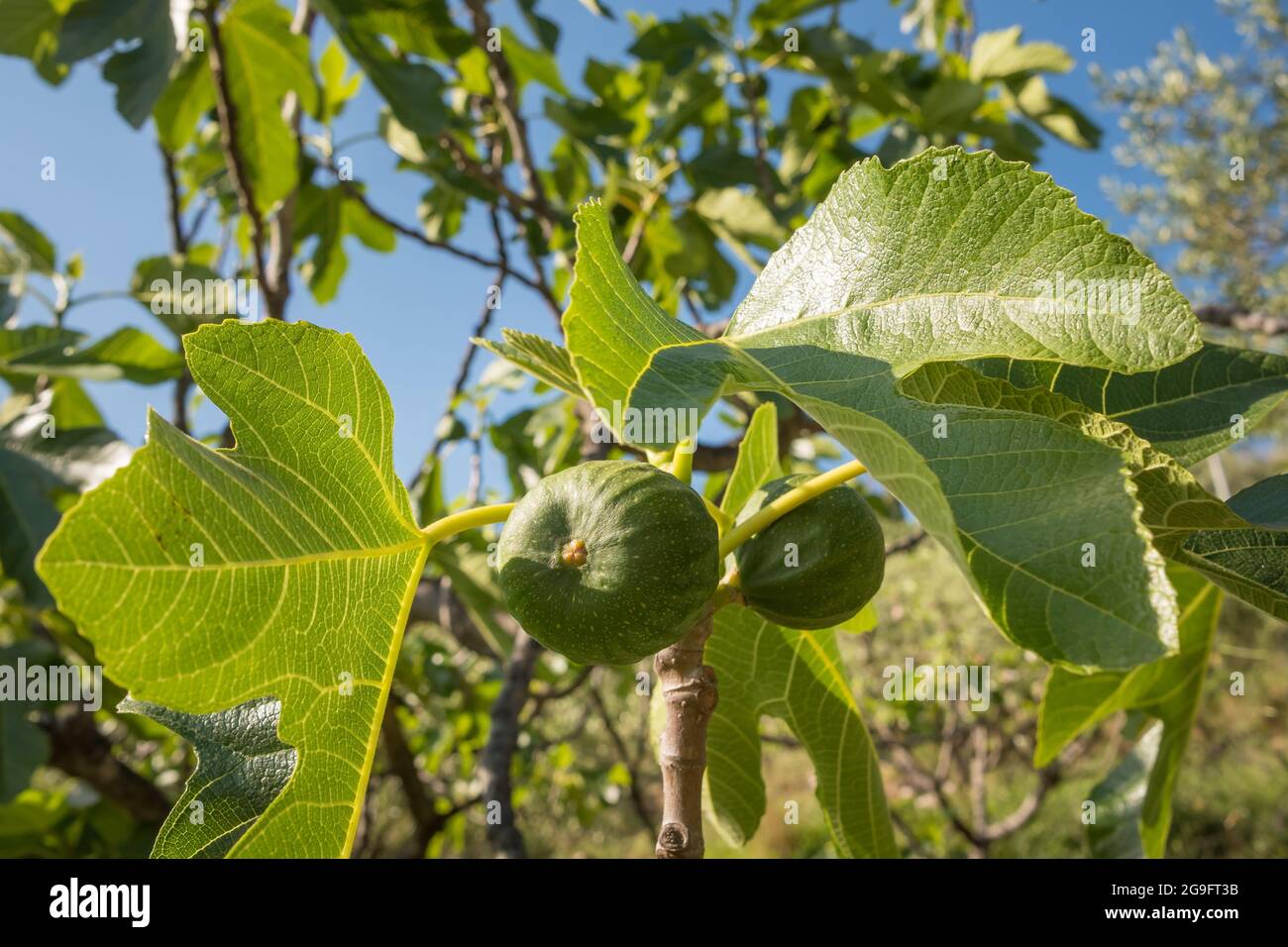 Bouquet de figues vertes non mûres sur un arbre de figues. Banque D'Images