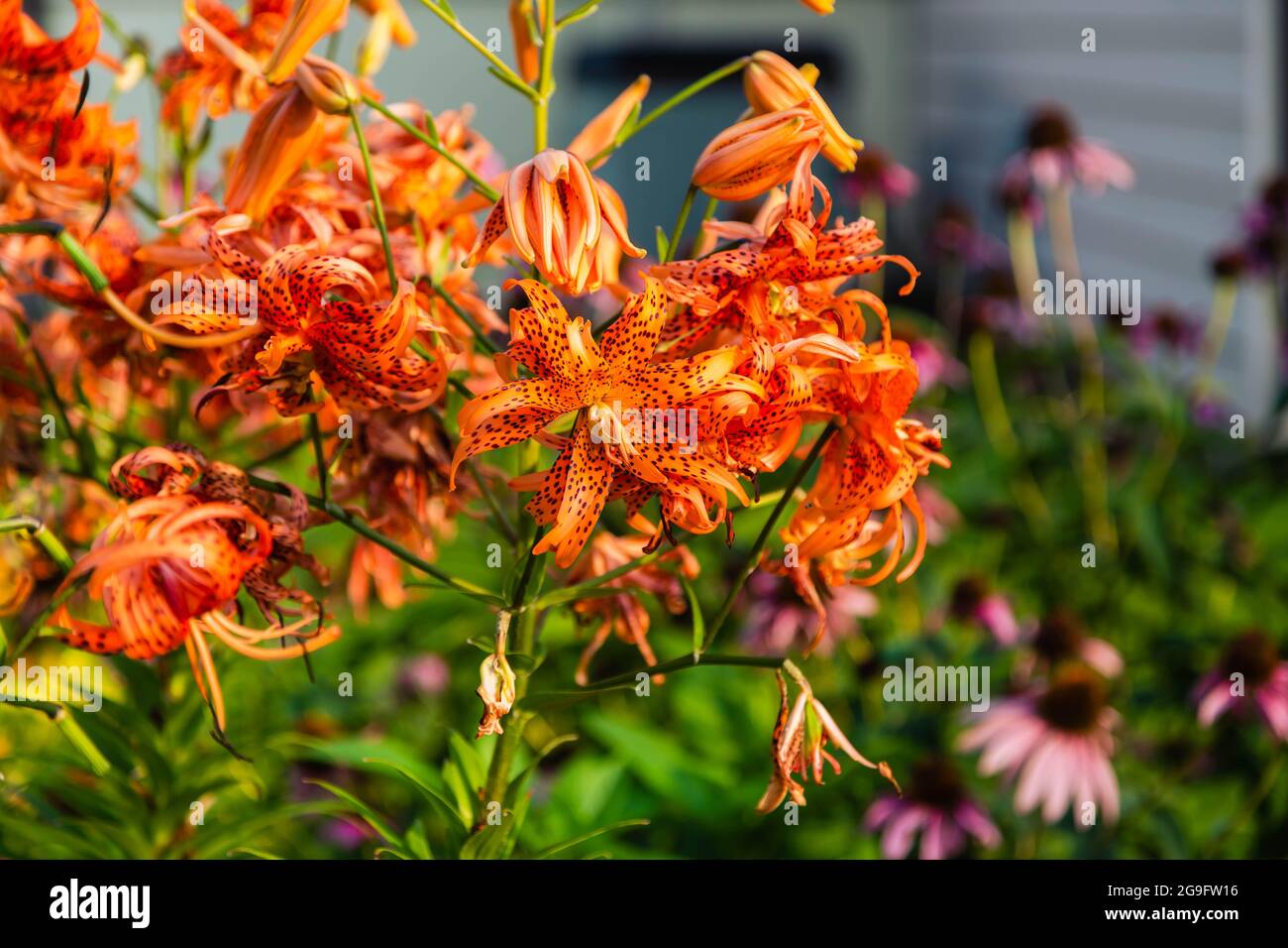 Un grand groupe de fleurs de Double Tiger Lily Banque D'Images