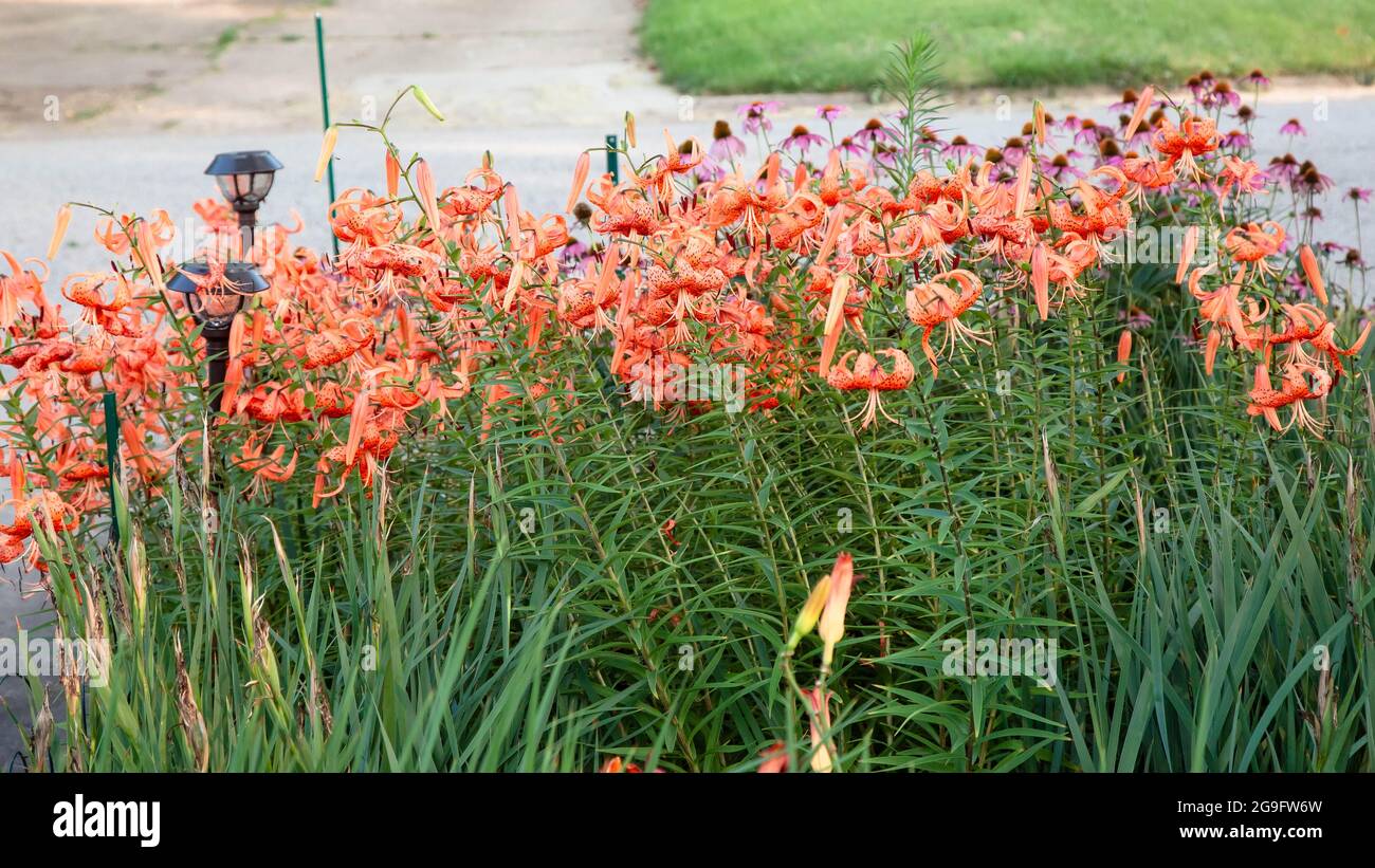 Le jardin avant Tiger Lily est maintenant en pleine floraison Banque D'Images