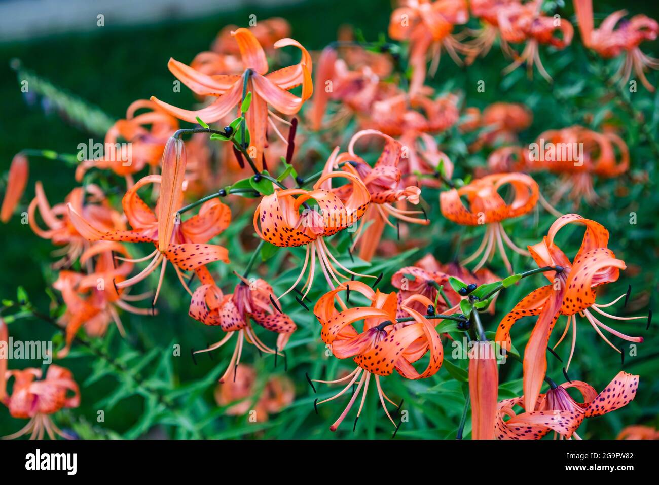 Un groupe de fleurs de tigre Lily entièrement ouvert dans le jardin Banque D'Images