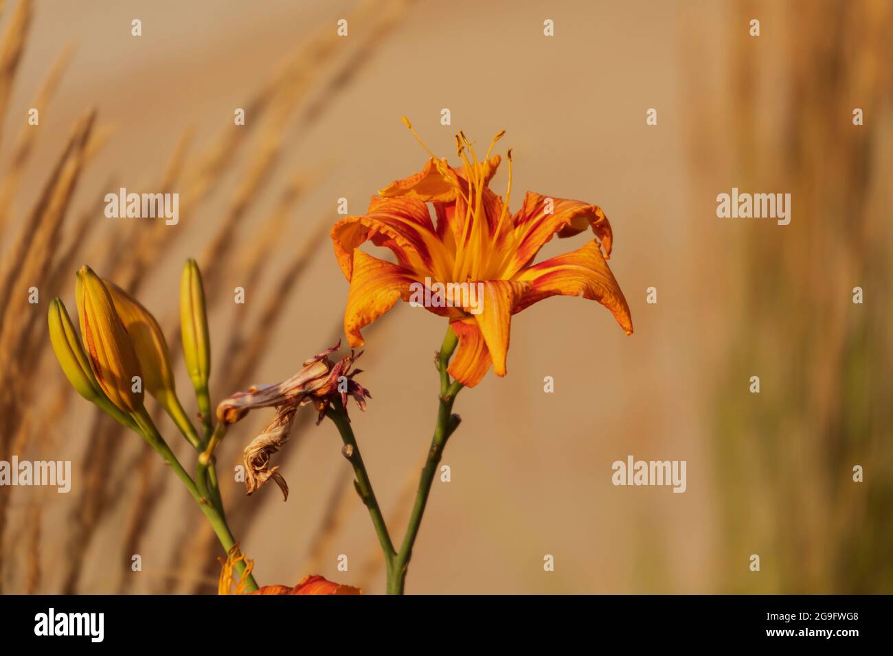 un jour orange trouvé dans un jardin pendant une promenade Banque D'Images