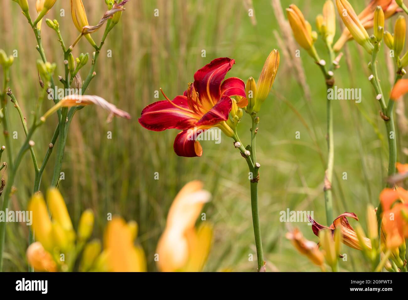 un jour rouge trouvé dans un jardin pendant une promenade Banque D'Images