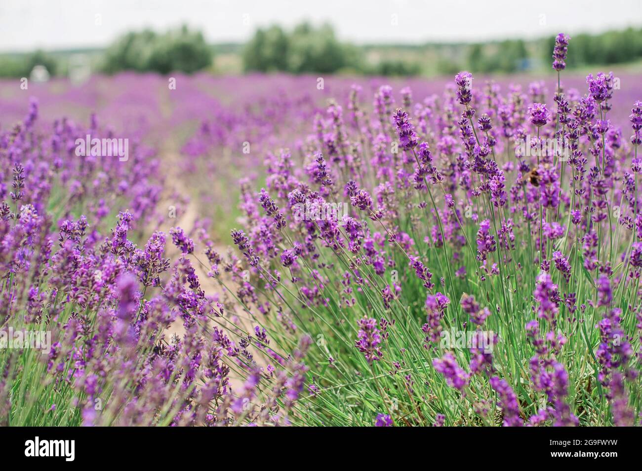 Fleurs de lavande. Fond de champ lavande violet d'été. Bouquet de fleurs parfumées dans les champs de lavanda Banque D'Images