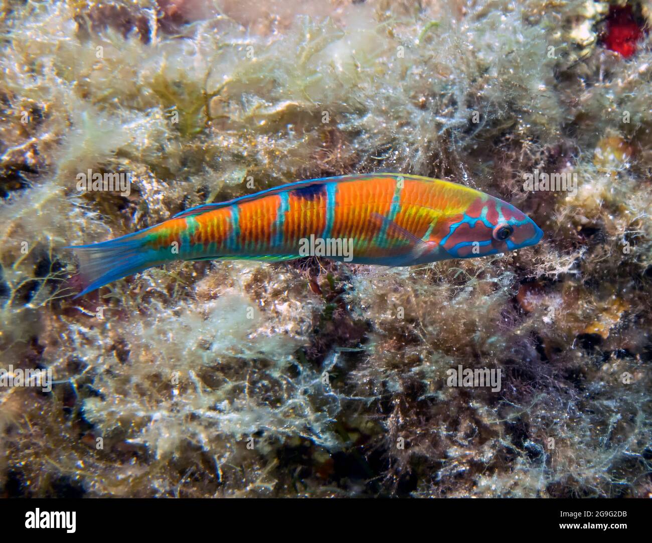 Une Wrasse ornée (Thalassoma pavo) dans la mer Méditerranée Banque D'Images