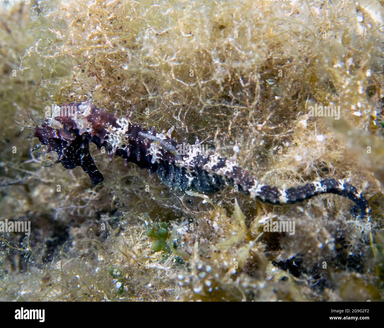 Un hippocampe épineux (Hippocampus guttulatus) dans la mer Méditerranée Banque D'Images