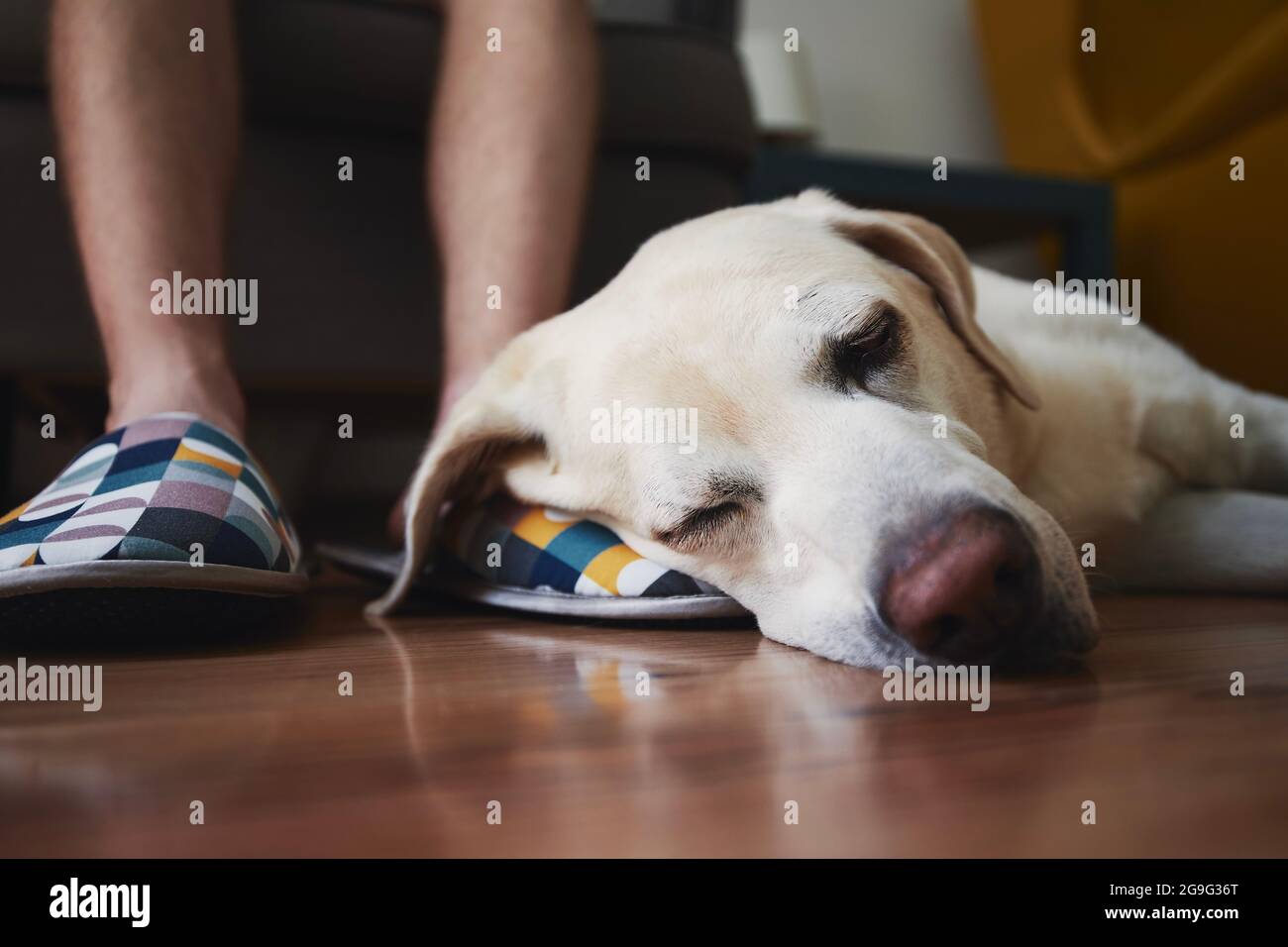 Un vieux chien dormant sur la jambe de son propriétaire. Loyauté labrador retriever se reposer à la maison. Banque D'Images