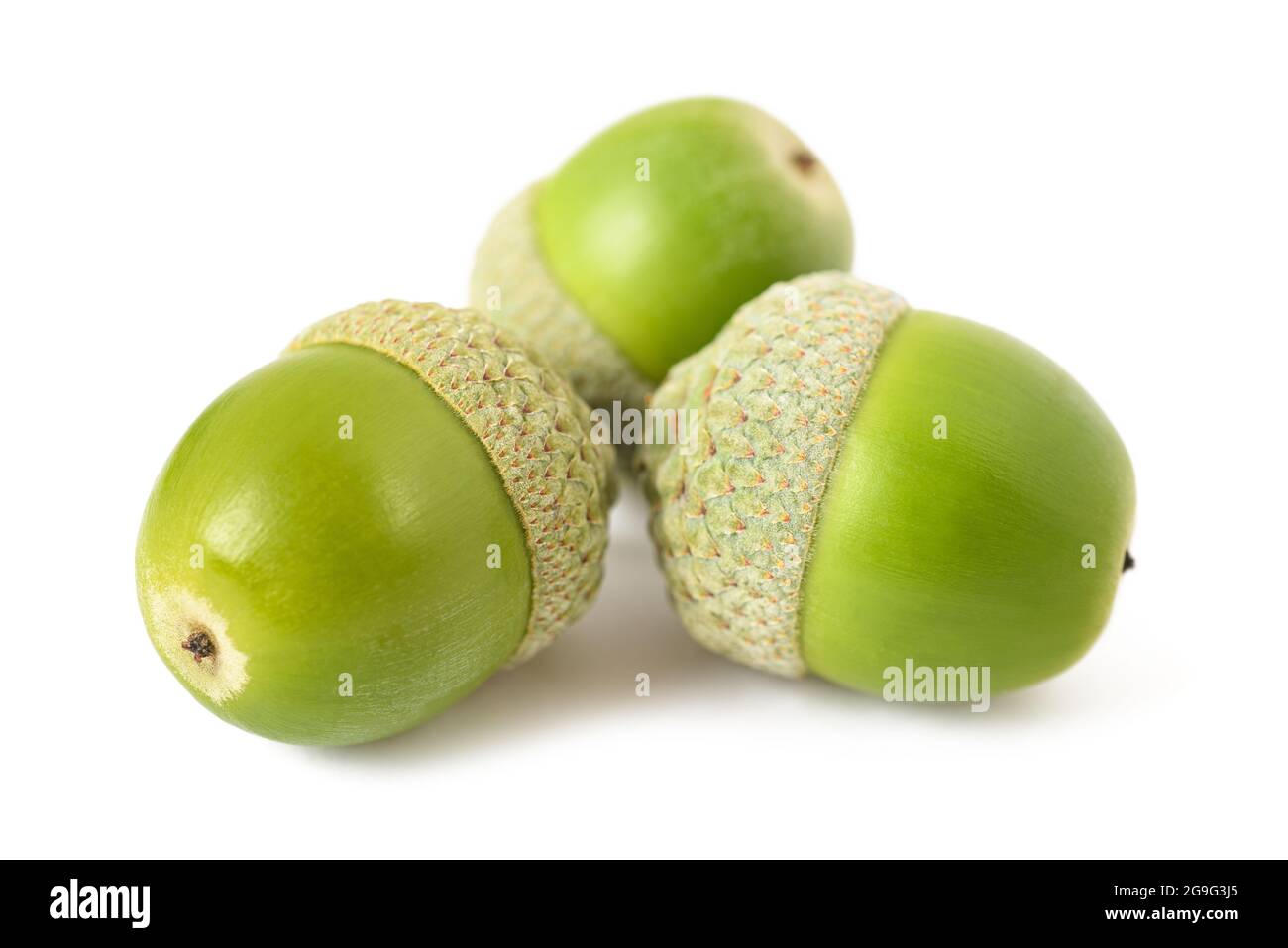 Acornes de chêne commun ( Quercus robur) isolés sur fond blanc Banque D'Images