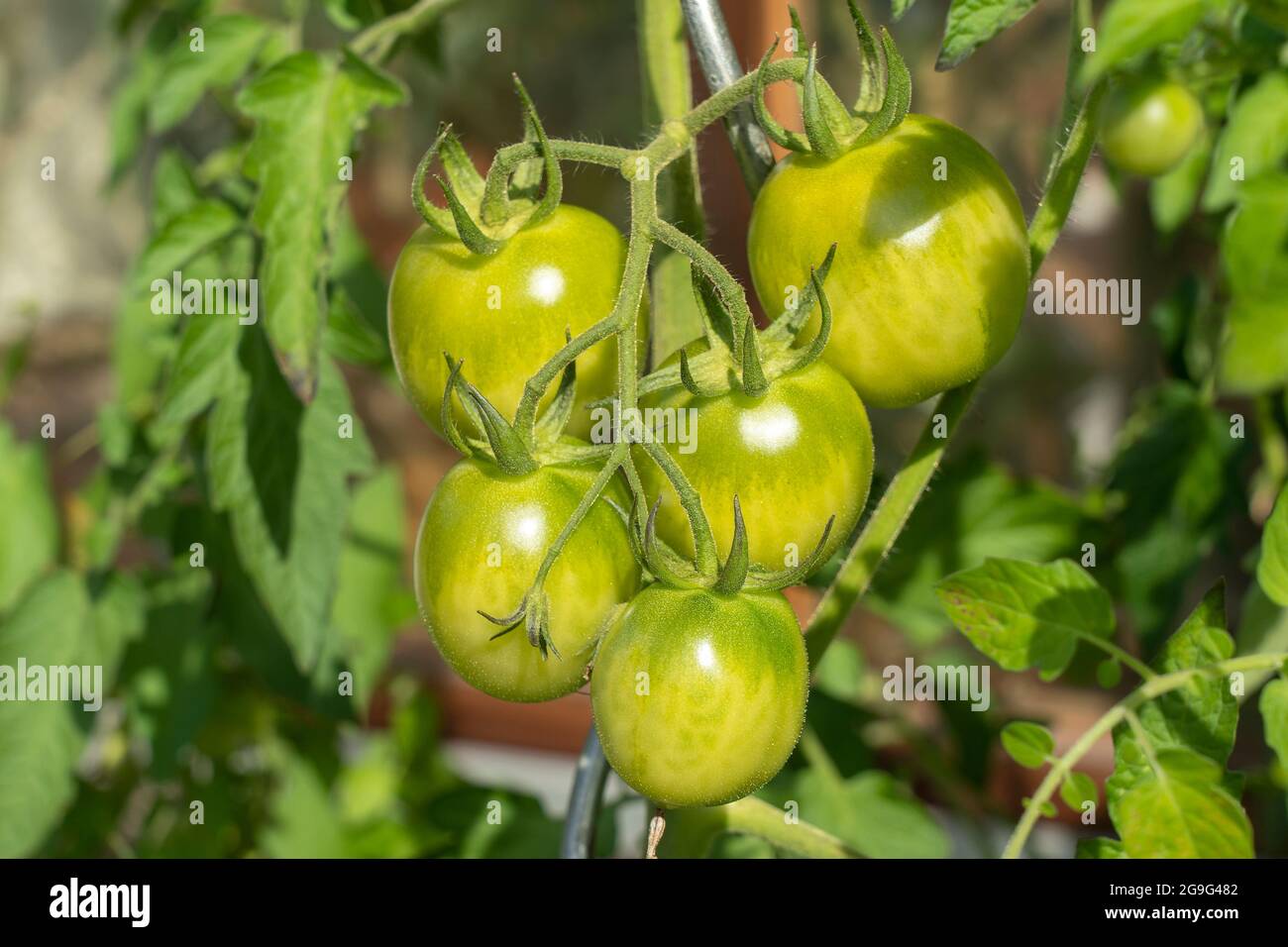 Tomate (Lycopersicon esculentum), fruit vert sur une plante. Allemagne Banque D'Images