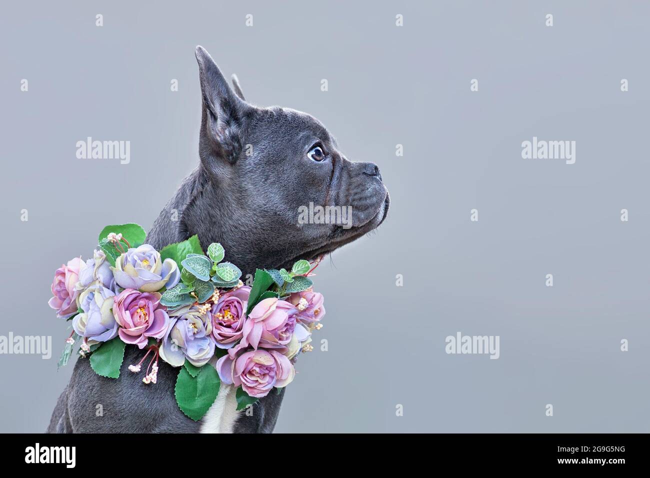 Chien Bulldog français avec un long nez sain portant collier de fleur rose sur fond gris avec espace de copie Banque D'Images