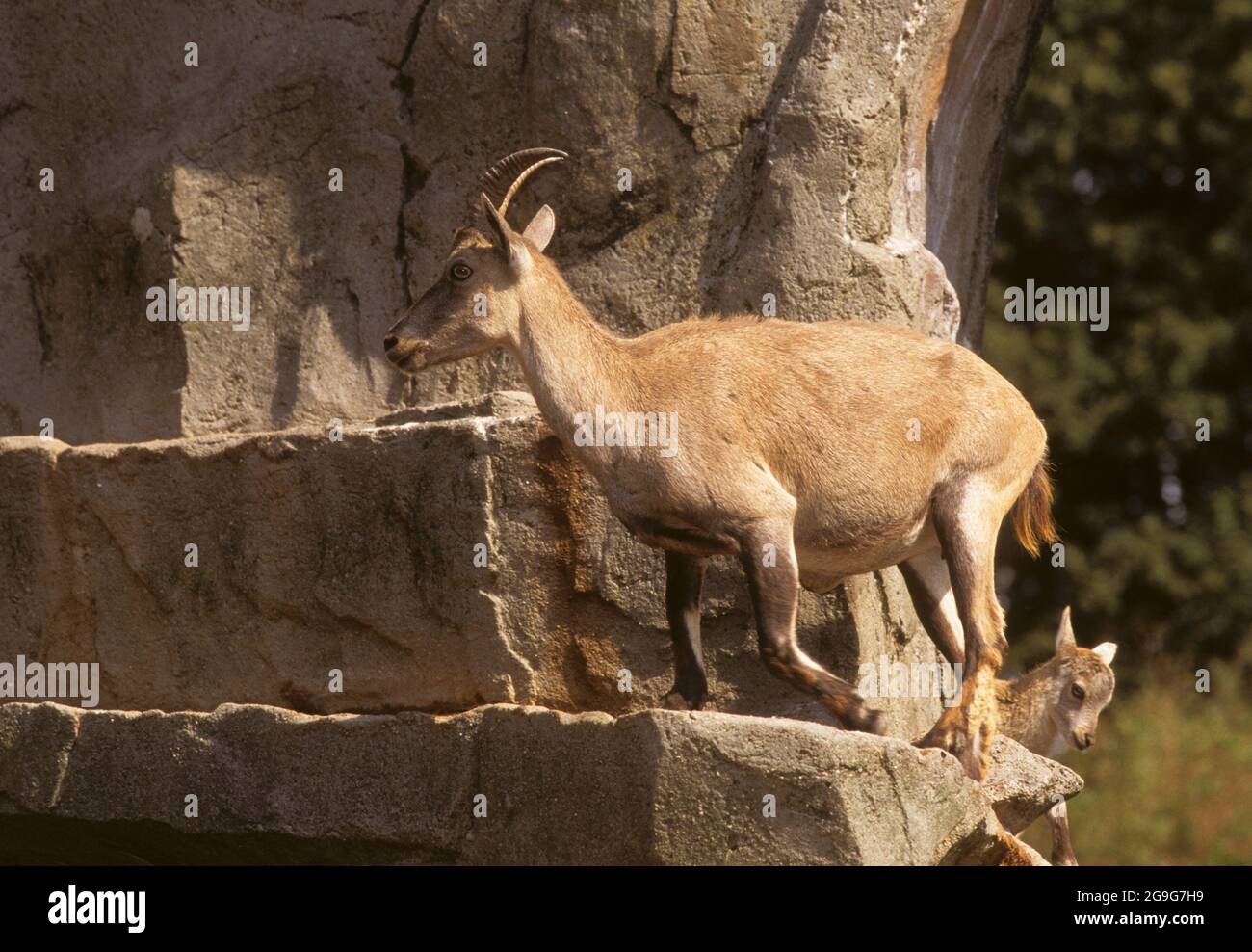 Alpine ibex Juvenile et femme sur une falaise Banque D'Images