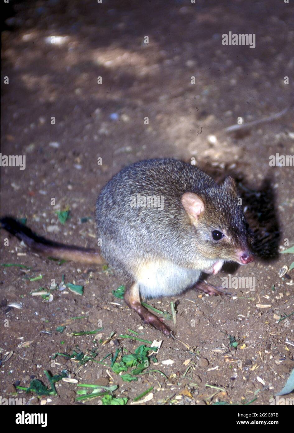 Bettong à queue de pinceau (Bettongia penicillata). Aussi connu sous le nom de kangourou à nez court de rat ou de woylie, cet animal est un petit (30-40 centimètres de long Banque D'Images