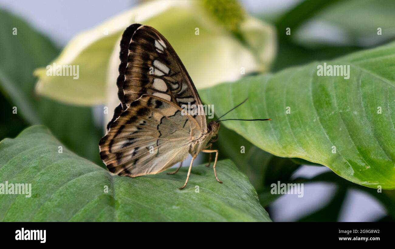 Gros plan de papillon bleu Clipper coloré (Parthenos Sylvia) avec des marques bleu lilas sur ses ailes ouvertes sur une feuille. Ce grand papillon est généralement F Banque D'Images