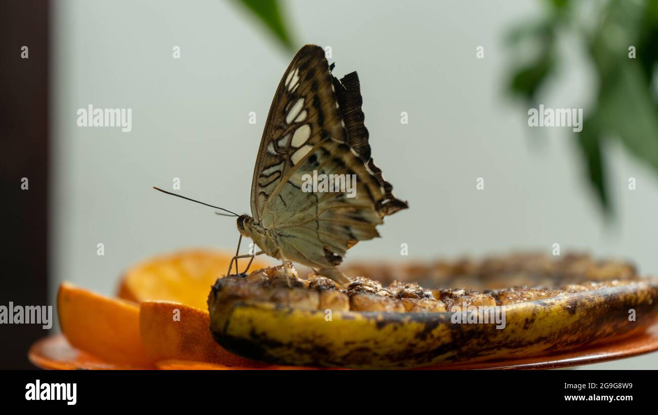 Gros plan de papillon bleu Clipper coloré (Parthenos Sylvia) avec des marques bleu lilas sur ses ailes ouvertes sur une feuille. Ce grand papillon est généralement F Banque D'Images