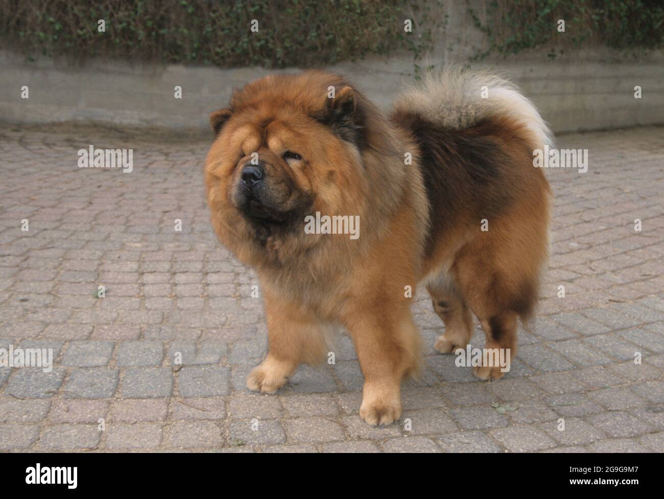 La Chow Chow est une race de chien originaire du nord de la Chine. Le Chow Chow est un chien robuste, carré dans le profil, avec un crâne large et petit, t Banque D'Images
