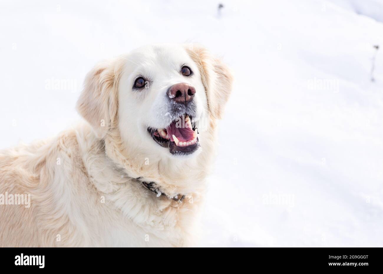 Grand chien blanc labrador Golden Retriever en hiver court dans la neige. Banque D'Images