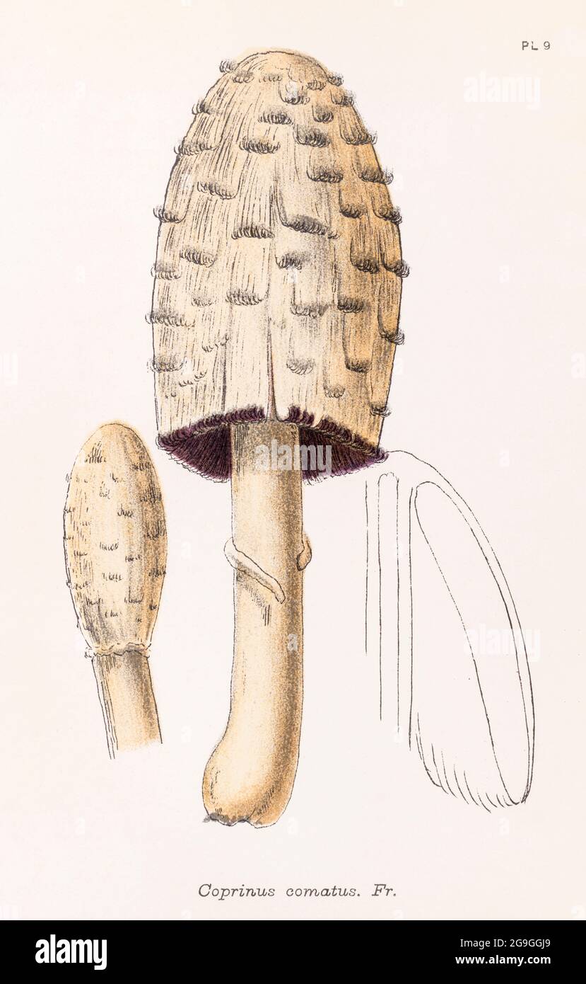 Coprinus comatus / Shaggy Ink Cap illustration de Mordecai Cooke 'Plain & Easy Account of British Fungis' 1876. Champignons sauvages comestibles du Royaume-Uni. Banque D'Images