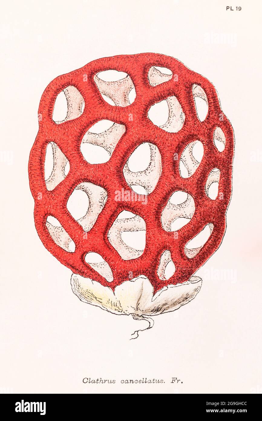 Illustration de Clathrus cancellatus [Clathrus ruber / Stinkhorn Mushroom] de Mordecai Cooke's Plain & Easy Account of British Fungus 1876. Banque D'Images