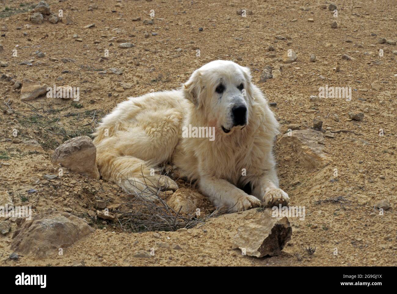 Le chien de montagne pyrénéen est une race de chien de garde d'animaux de France, où il est connu sous le nom de chien de montagne des Pyrénées ou plus communément t Banque D'Images