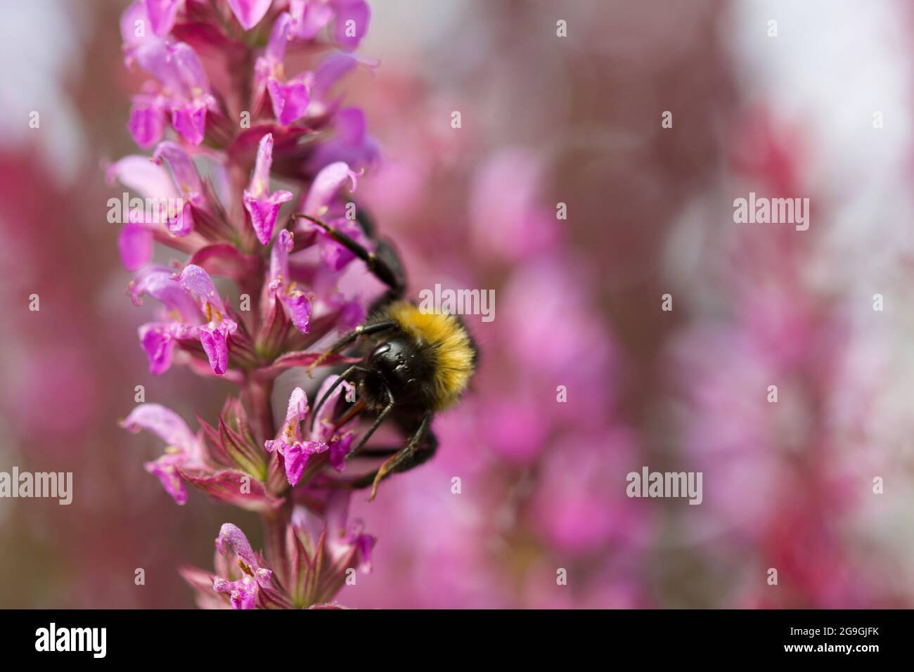 Bumble Bee sur une usine de salvia qui monte. Banque D'Images