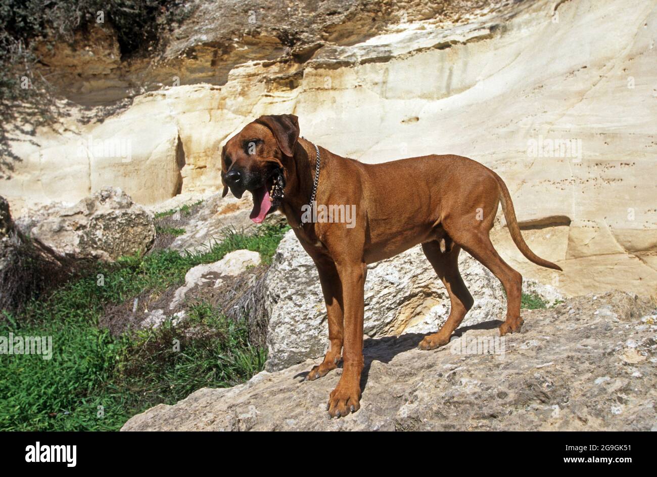 Rhodésie Ridgeback le Rhodésie Ridgeback est une race de chiens de grande taille qui a été élevée dans la région de l'Afrique australe. Ses ancêtres peuvent être tracés à la h striée Banque D'Images