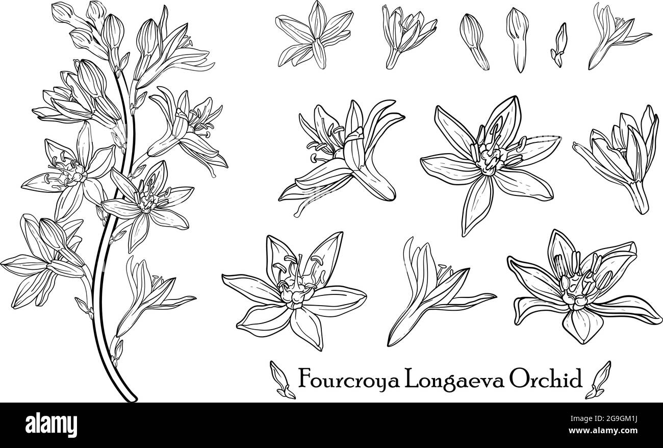 Orchid de Fourcroya Longaeva. Fleurs graphiques. Fleurs vectorielles. Illustration de Vecteur