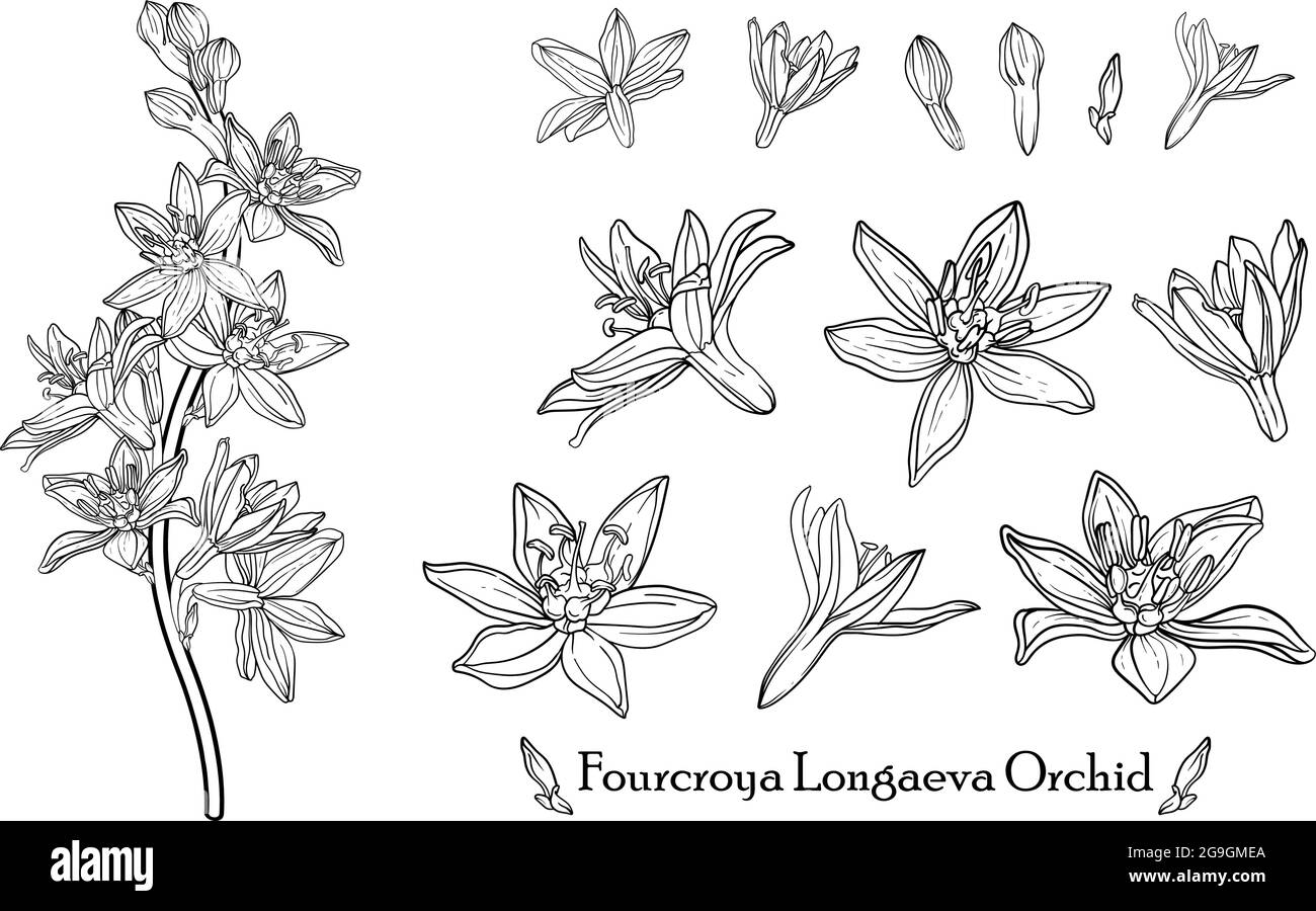 Orchid de Fourcroya Longaeva. Fleurs graphiques. Fleurs vectorielles. Illustration de Vecteur