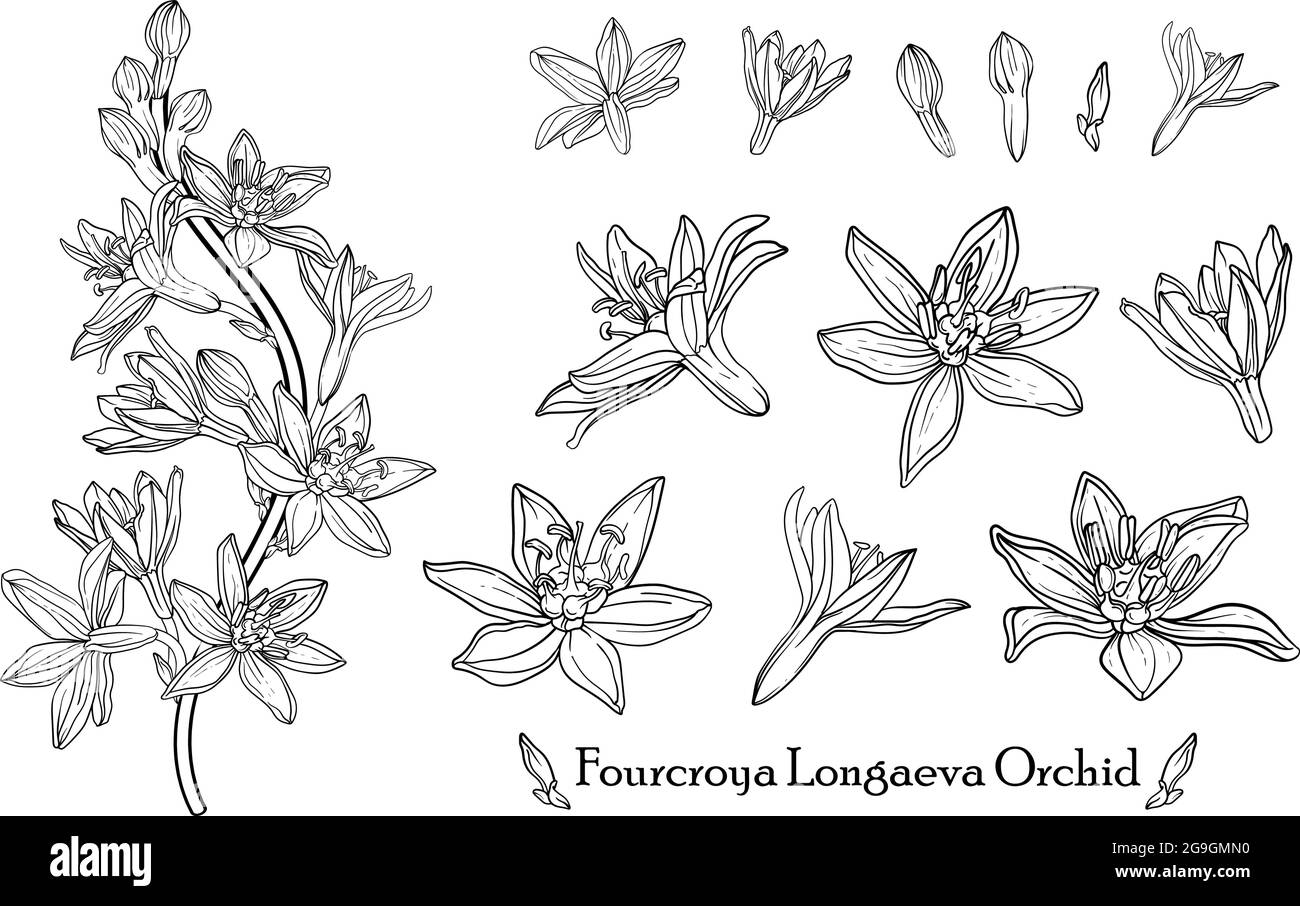 Orchid de Fourcroya Longaeva. Fleurs graphiques. Fleurs vectorielles. Illustration de Vecteur