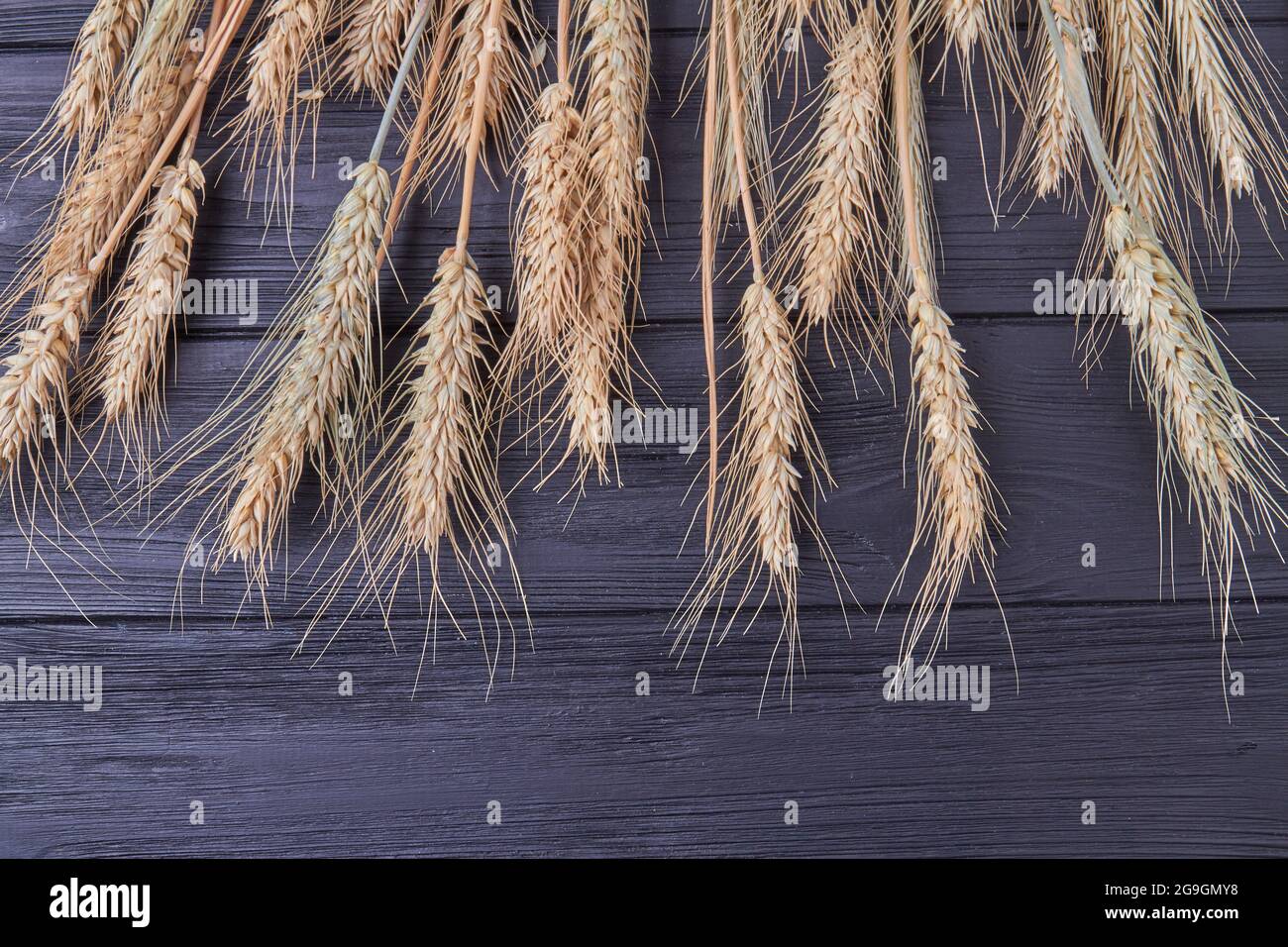 Vue de dessus des épillets de blé sur fond de bois foncé. Banque D'Images Vue de dessus des épillets de blé sur fond de bois foncé. Banque D'Images