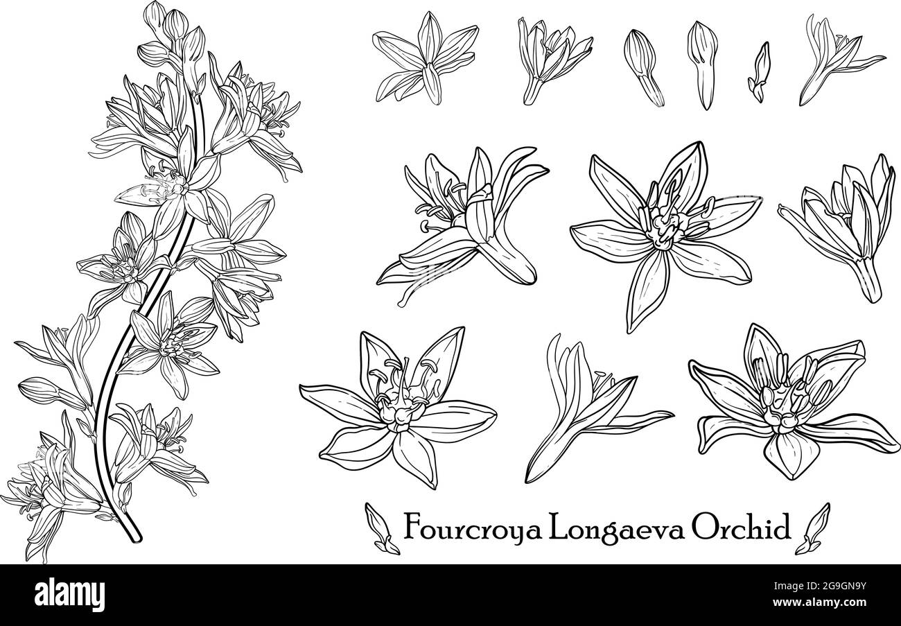 Orchid de Fourcroya Longaeva. Fleurs graphiques. Fleurs vectorielles. Illustration de Vecteur