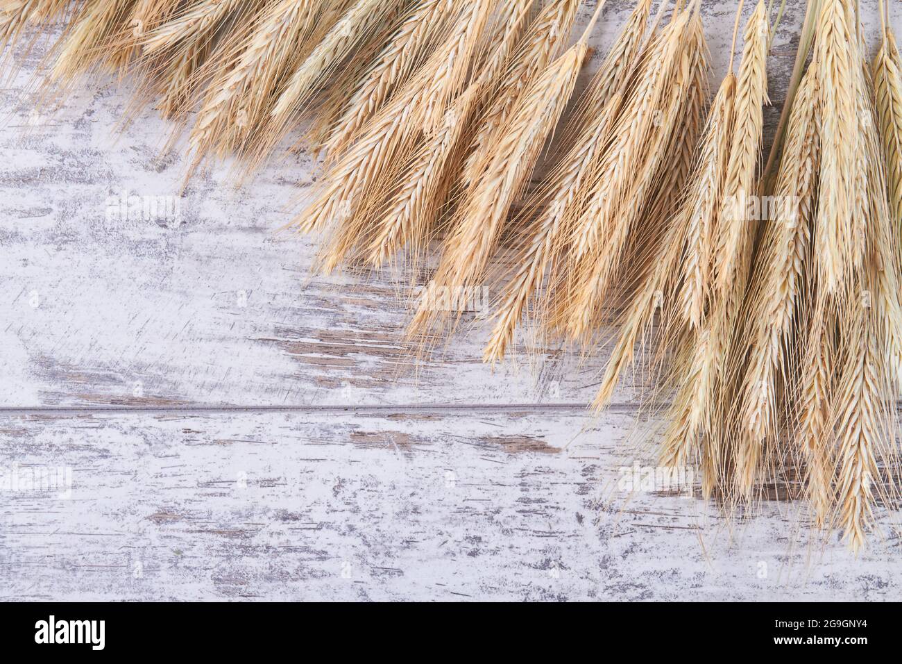 Vue rapprochée des épillets de blé sur fond de bois blanc. Banque D'Images Vue rapprochée des épillets de blé sur fond de bois blanc. Banque D'Images