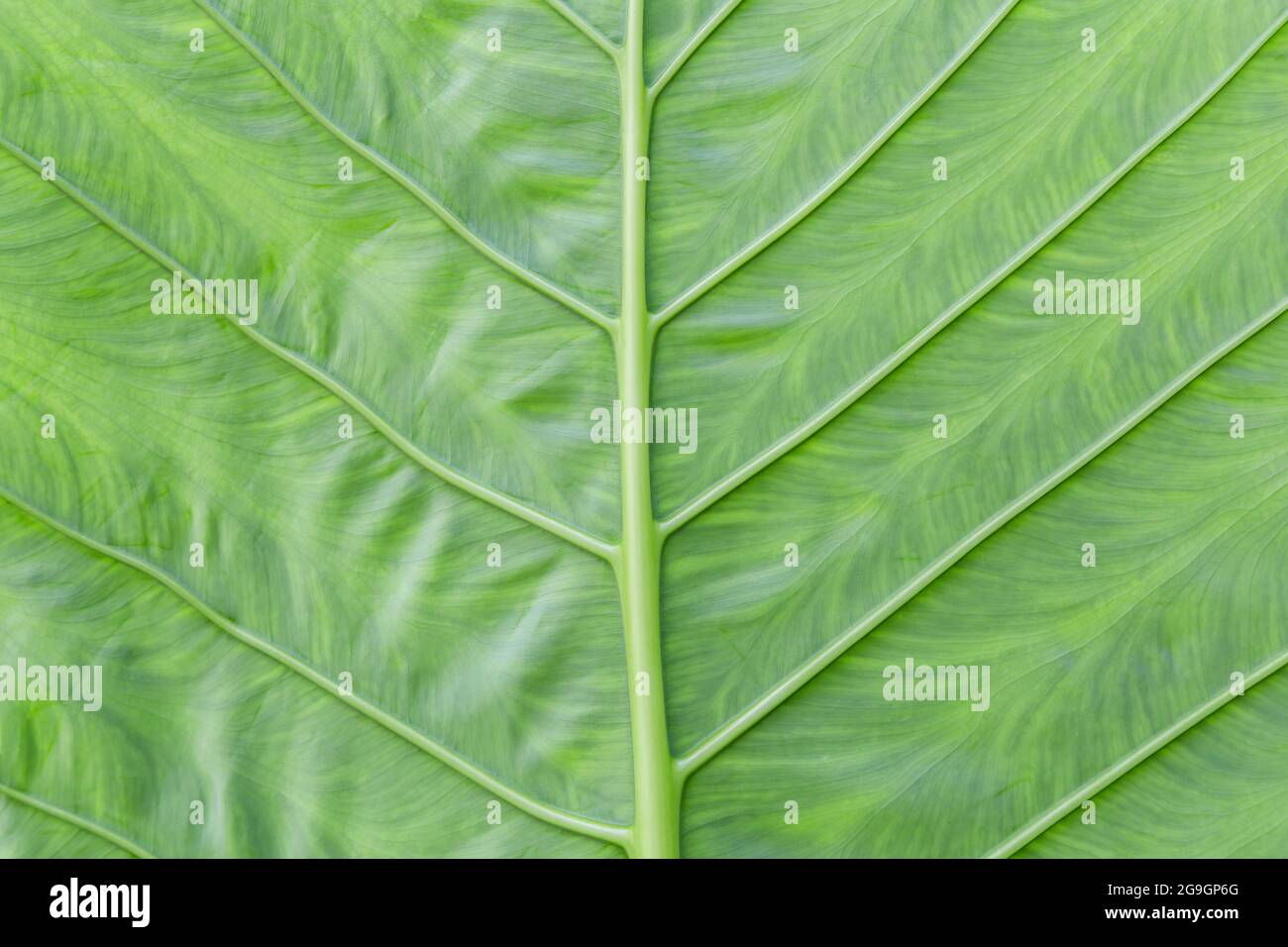 texture d'arrière-plan structure feuille verte macro photograp Banque D'Images