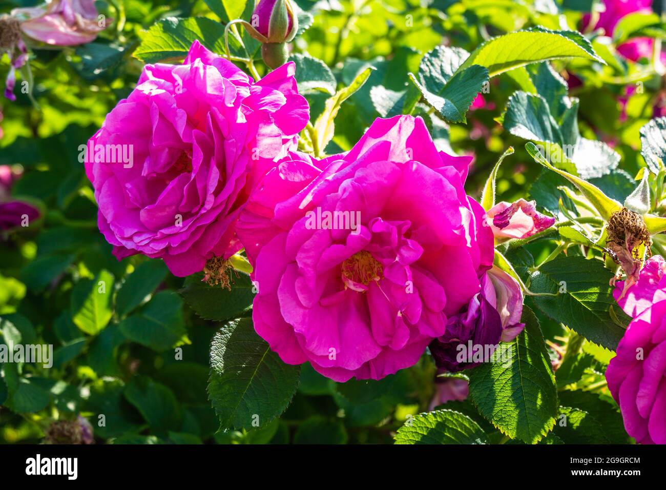 Roses brillantes cramoisi Knockout roses dans un petit jardin Banque D'Images