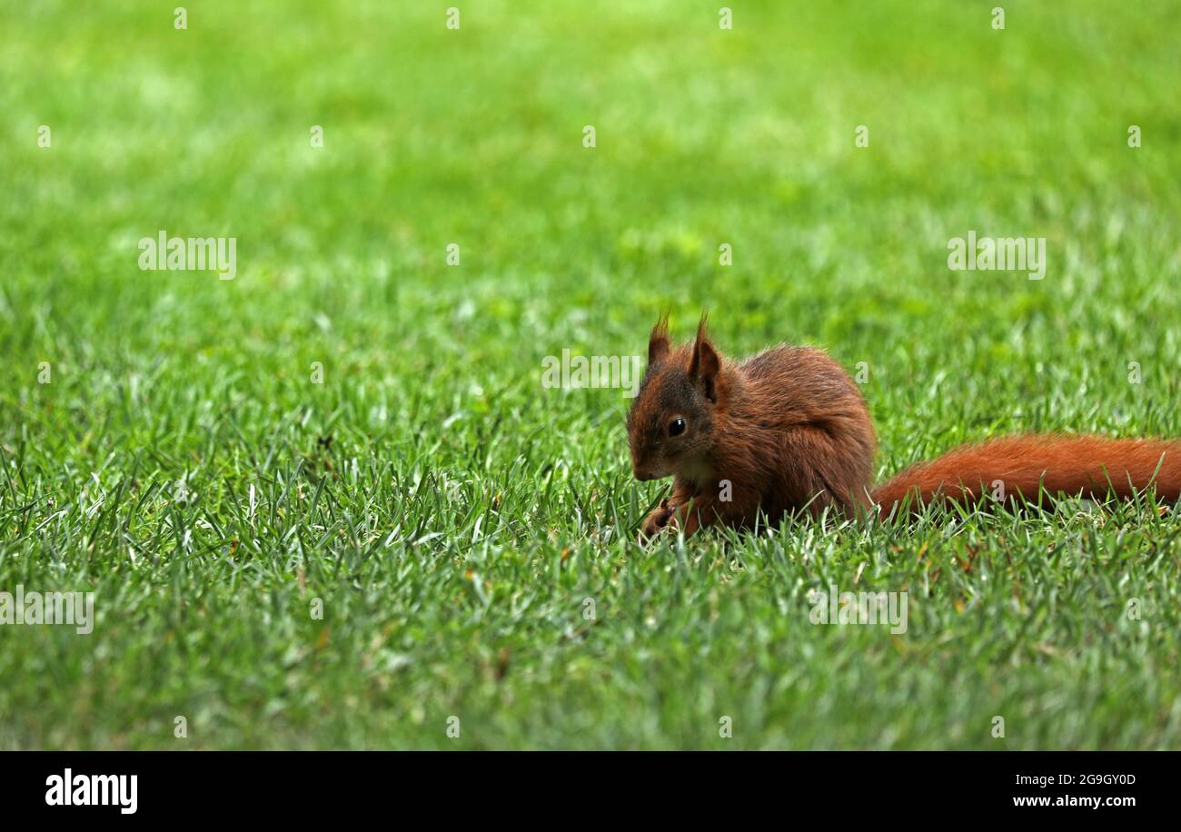 L'écureuil est assis sur un pré dans l'herbe Banque D'Images