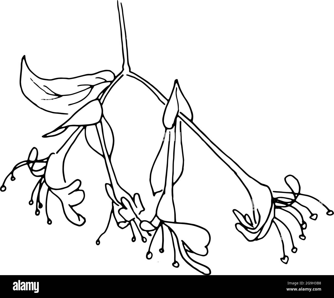 Fleurs séchées, herbe sèche sur fond blanc, illustration de gravure dessinée à la main, style minimaliste. Ikebana. Illustration de Vecteur Fleurs séchées, herbe sèche sur fond blanc, illustration de gravure dessinée à la main, style minimaliste. Ikebana. Illustration de Vecteur