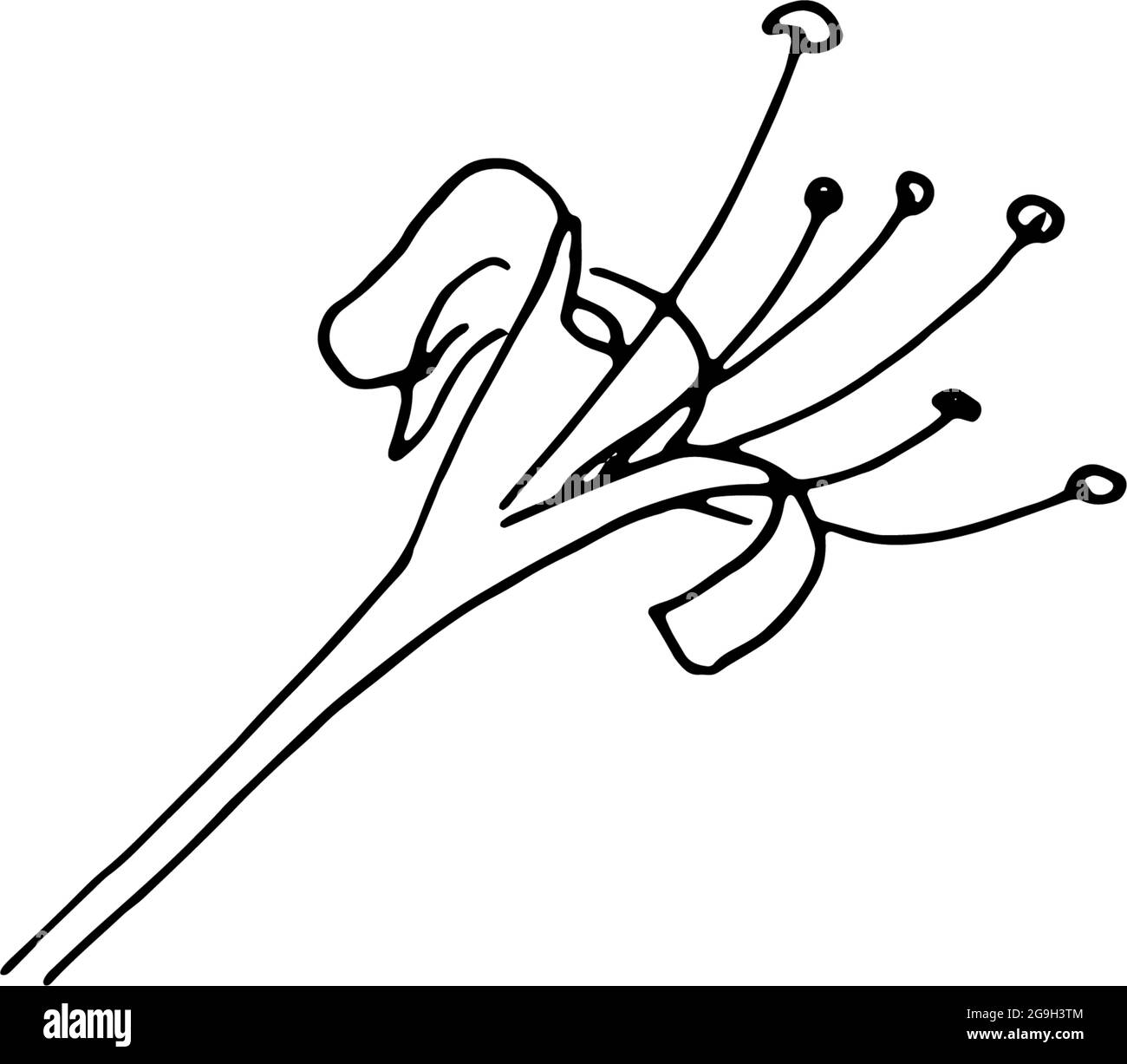 Fleurs séchées, herbe sèche sur fond blanc, illustration de gravure dessinée à la main, style minimaliste. Ikebana. Illustration de Vecteur