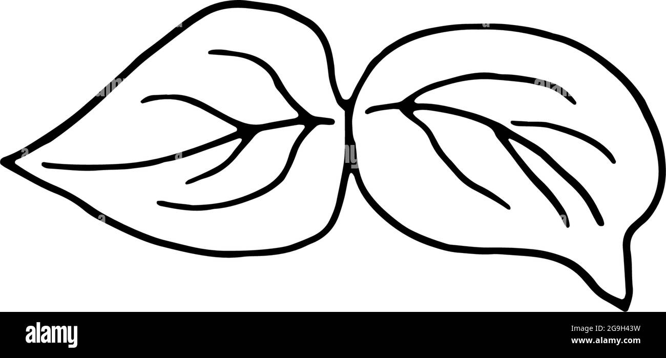 Fleurs séchées, herbe sèche sur fond blanc, illustration de gravure dessinée à la main, style minimaliste. Ikebana. Illustration de Vecteur