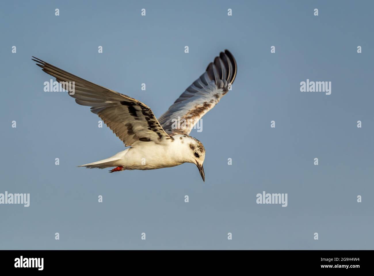 Sterne noire à ailes blanches - Chlidonias leucopterus, petite sterne provenant des mers et des eaux douces du monde entier, lac Ziway, Éthiopie. Banque D'Images