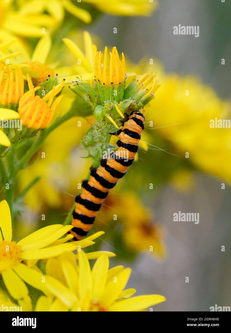 Chenille noire et jaune Banque de photographies et d’images à haute — free download