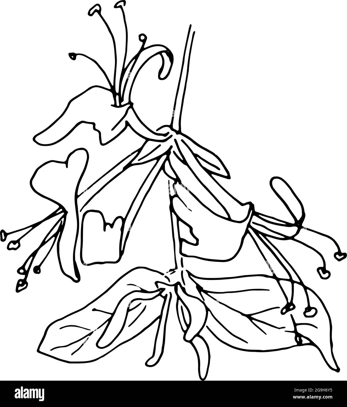 Fleurs séchées, herbe sèche sur fond blanc, illustration de gravure dessinée à la main, style minimaliste. Ikebana. Illustration de Vecteur Fleurs séchées, herbe sèche sur fond blanc, illustration de gravure dessinée à la main, style minimaliste. Ikebana. Illustration de Vecteur