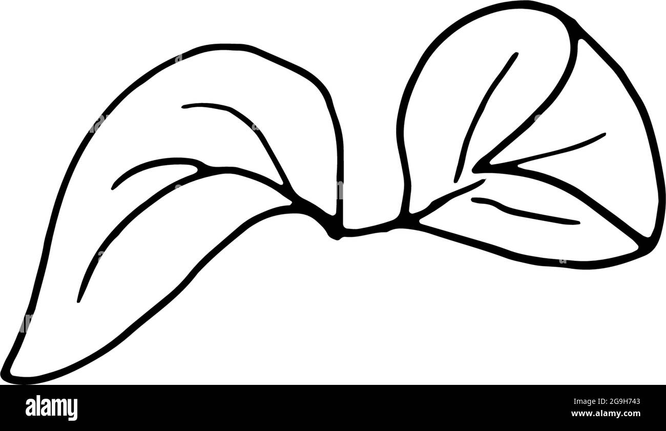 Fleurs séchées, herbe sèche sur fond blanc, illustration de gravure dessinée à la main, style minimaliste. Ikebana. Illustration de Vecteur
