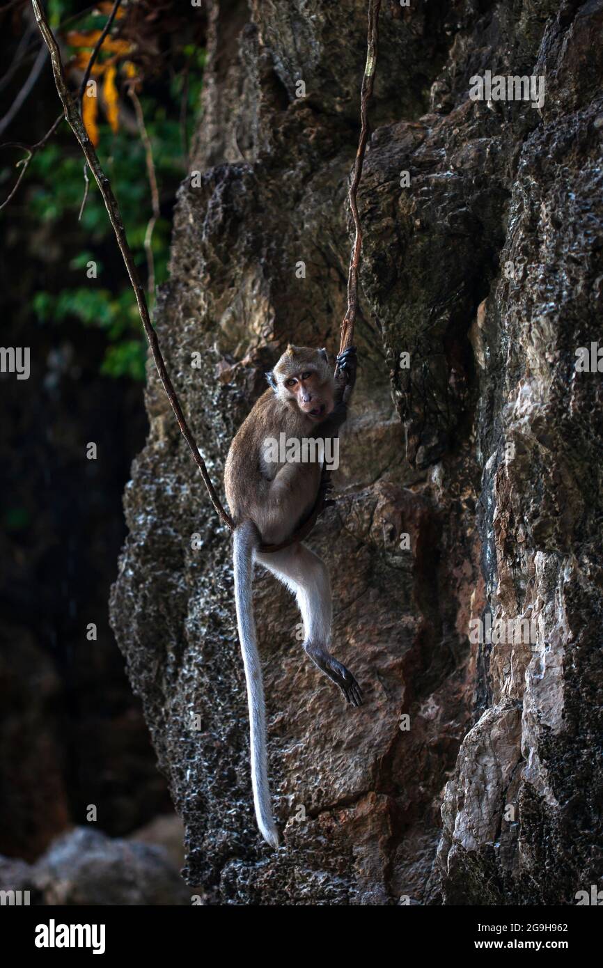 Un macaque mangeant du crabe jouant et balançant sur une balançoire de vigne dans une forêt de mangrove. Gros plan. Banque D'Images