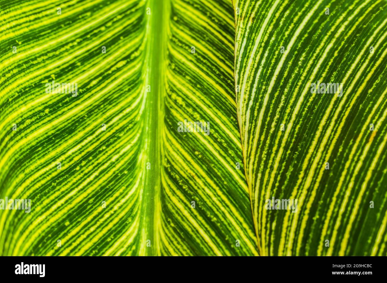 Photo de la feuille de vert de la Canna. Texture botanique en rayures. Banque D'Images