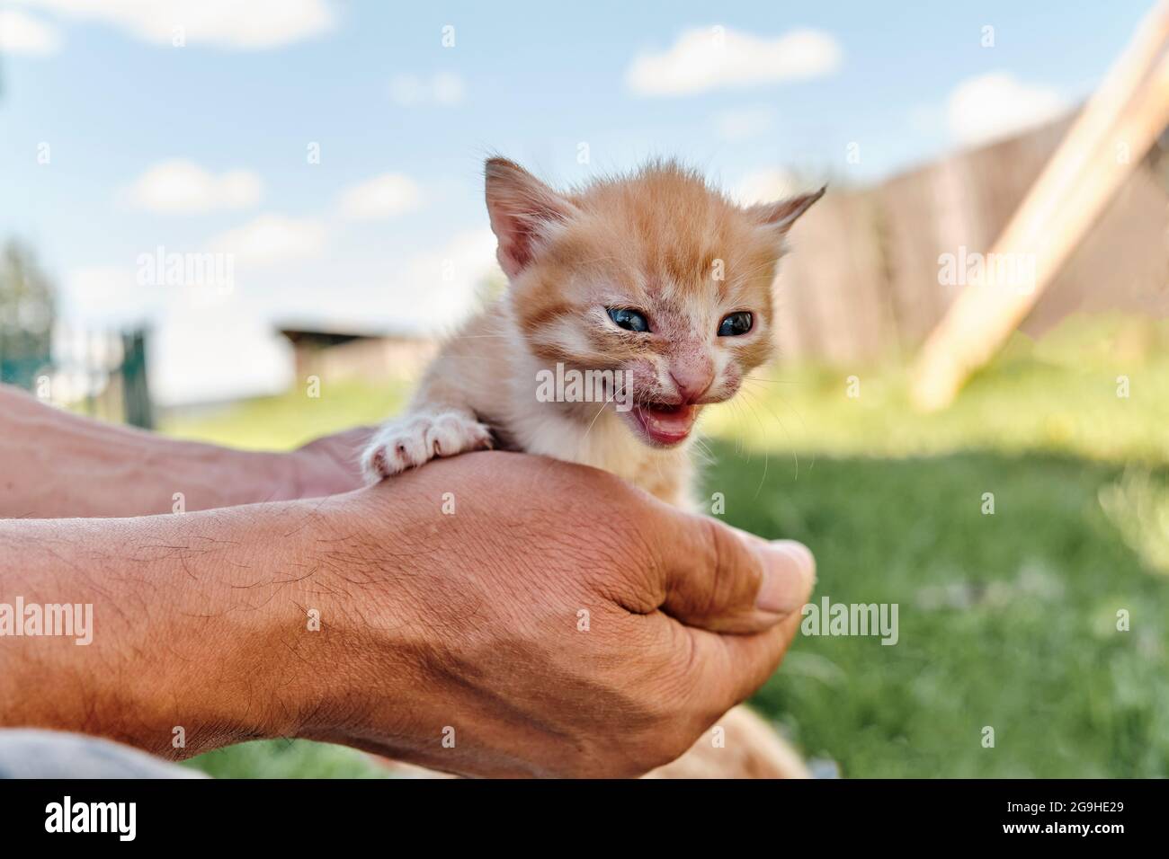 Petit Chat Nain De Gingembre Skinny Effraye Dans Les Mains De L Homme Mature Photo Stock Alamy