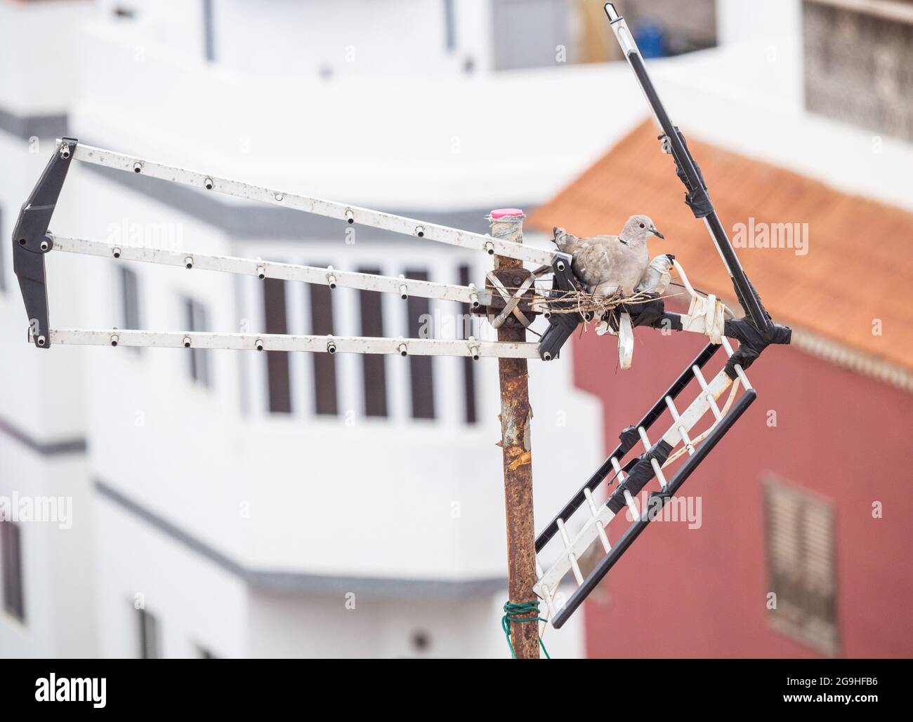 Dove à col eurasien (streptopelia decaoto) nichant sur une antenne TV en Espagne Banque D'Images