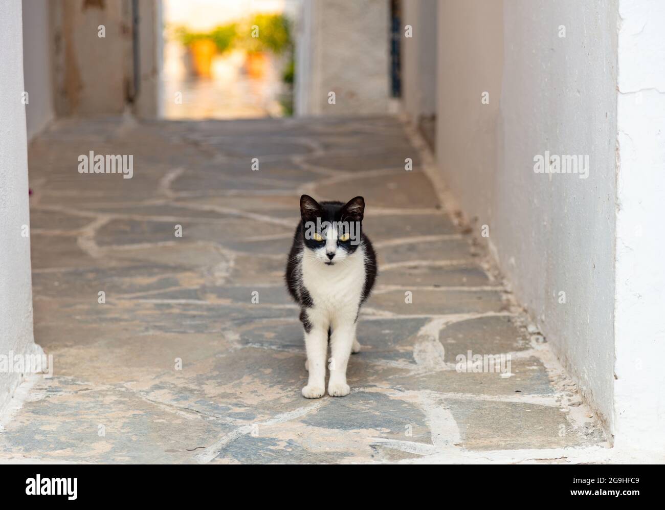 Cat One domestique noir et blanc avec des yeux jaunes debout sur le sol pavé regarde la caméra à l'île de Paros, bâtiment Naoussa du village, Banque D'Images