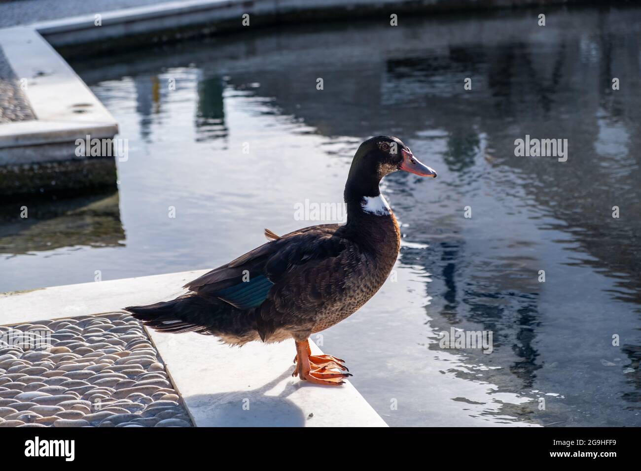 Le canard de Muscovy admire le reflet de lui-même à l'étang de l'île de Paros, village de Naoussa, Cyclades Grèce. Oiseau sauvage brun en face du lac bleu eau summ Banque D'Images