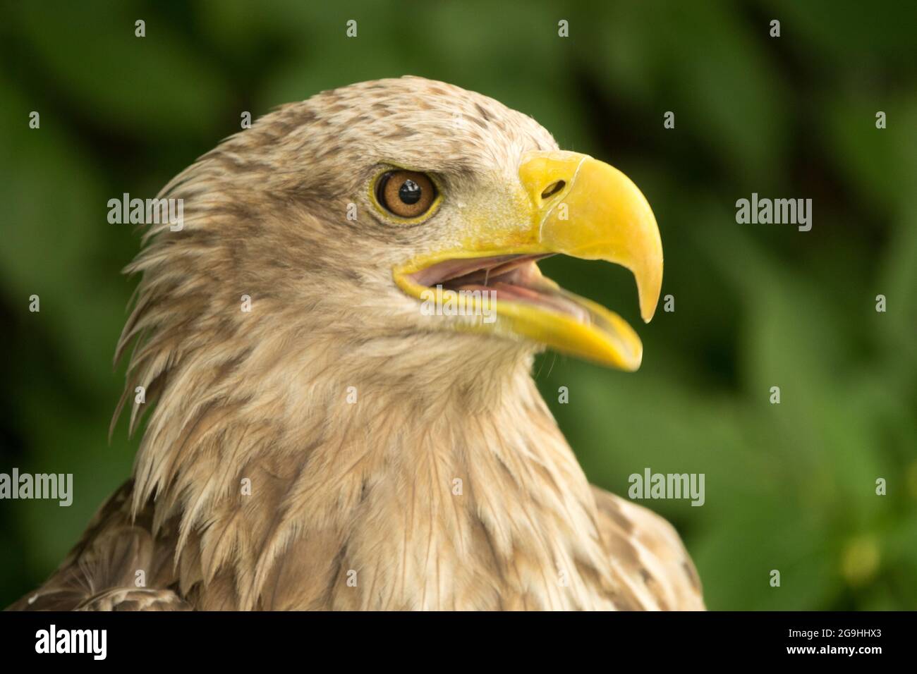 Aigle à queue blanche Haliaeetus albicilla avec bec ouvert Banque D'Images