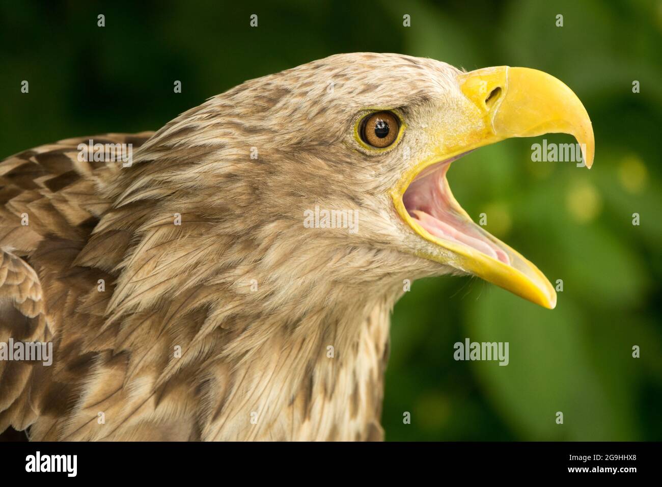 Aigle de mer eurasien Haliaeetus albicilla avec bec ouvert, aigle à queue blanche appelant Banque D'Images